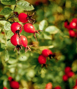 Rosehip