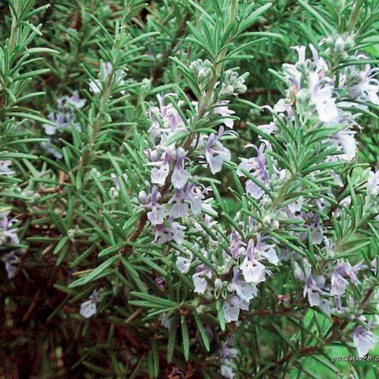 ROSEMARY BORNEONE