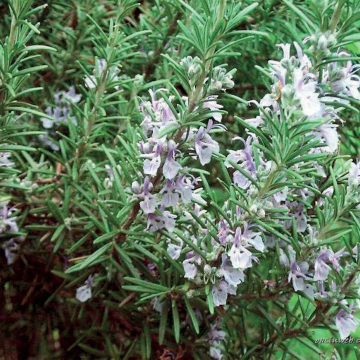 ROSEMARY BORNEONE