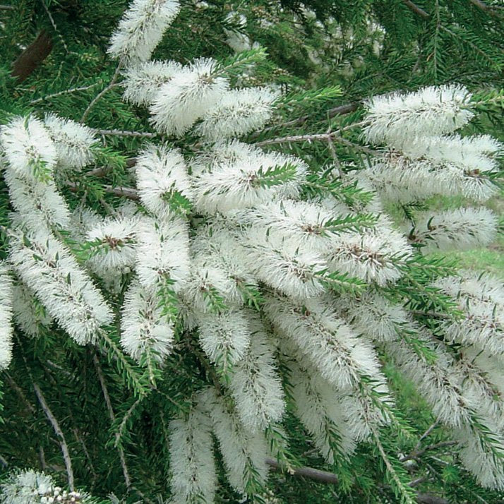 TEA TREE